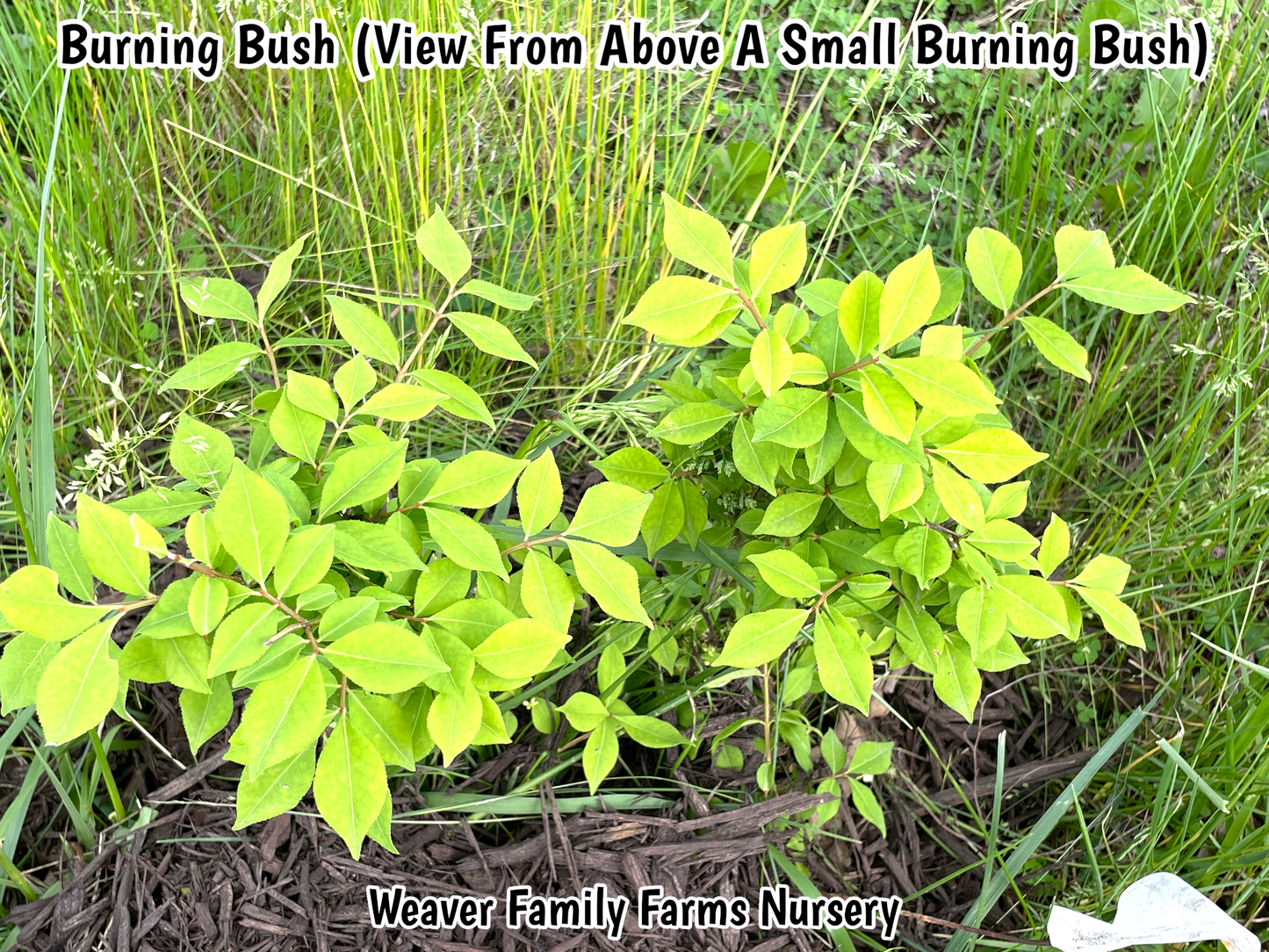 Dwarf Burning Bush - Weaver Family Farms Nursery