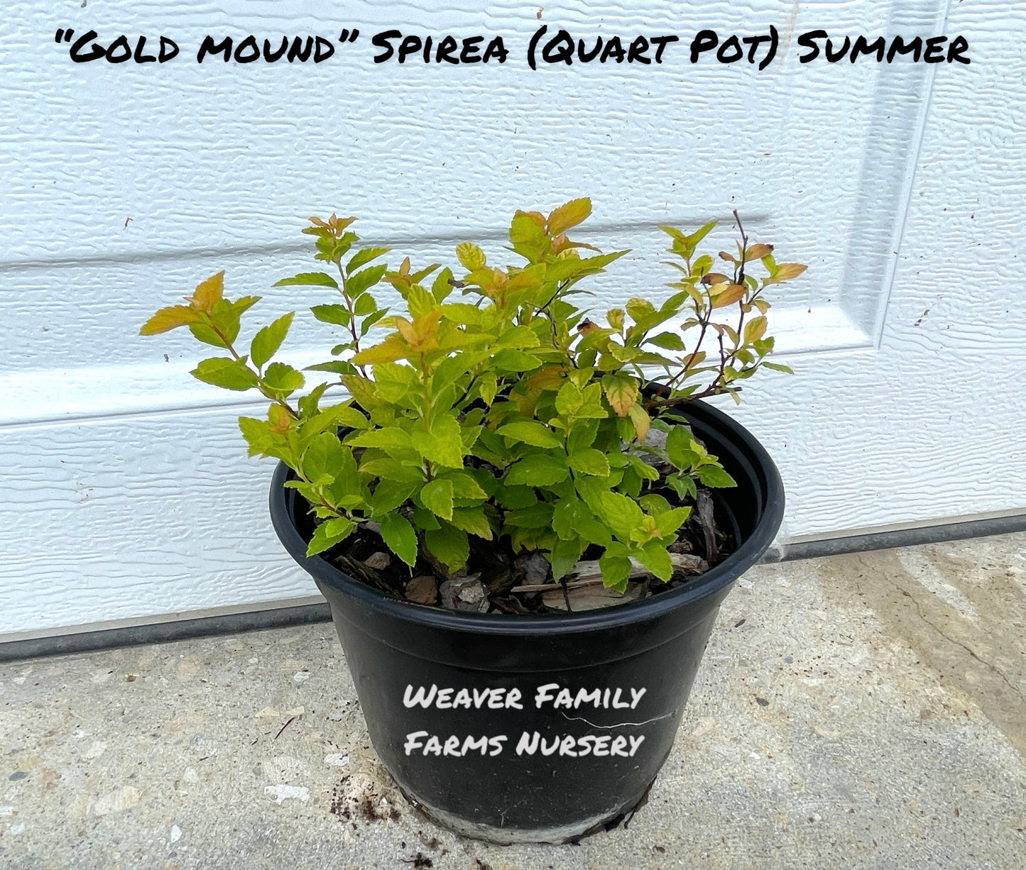 Buy Gold Mound Spirea online.