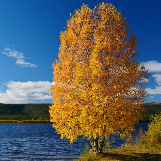 River Birch canopy providing shade.
in autumn