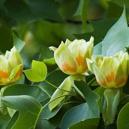 Yellow poplar tree growing in full sun.
