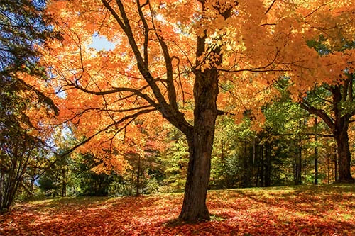 Sugar Maple tree with fall colors.