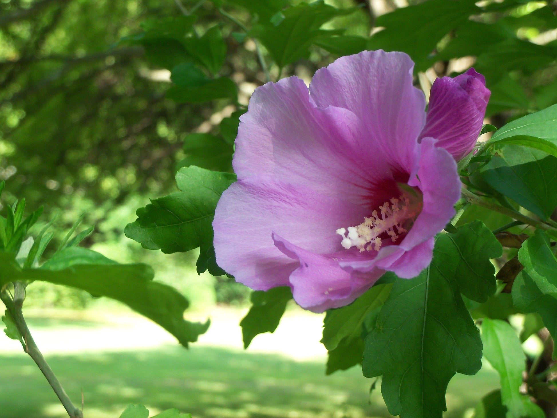 Healthy Rose of Sharon shrub for sale.