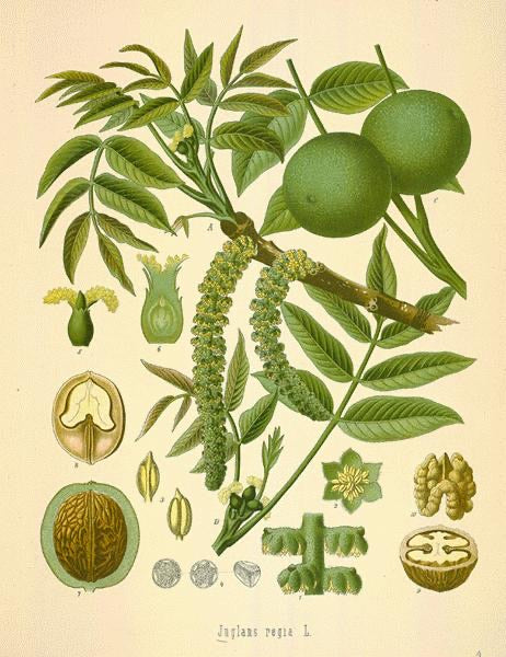 Black Walnut Tree For Sale | Buy Juglans Nigra Walnut Plant Online