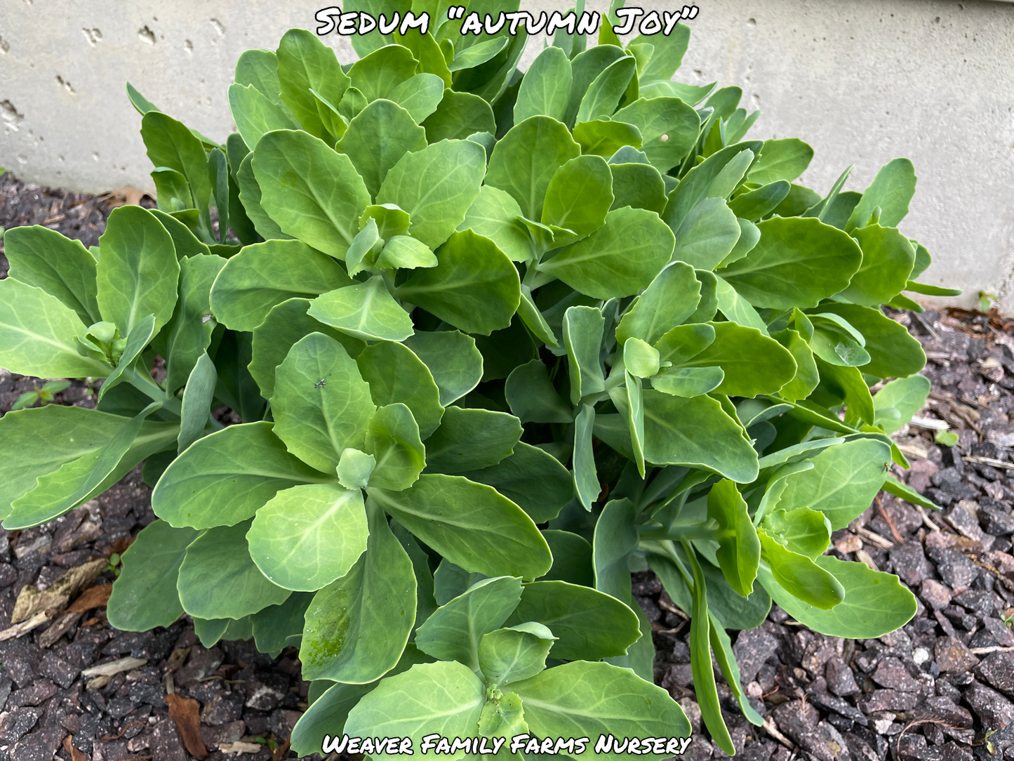 Garden landscape with autumn joy sedum.