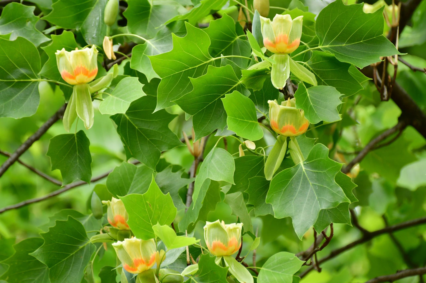 Yellow Tulip Tree in full bloom.