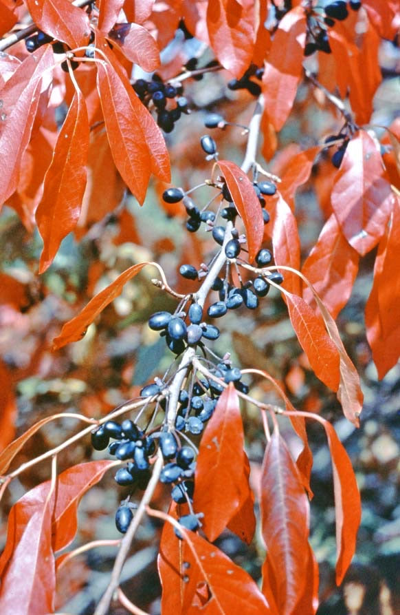 Black Gum Tree in a landscape setting.