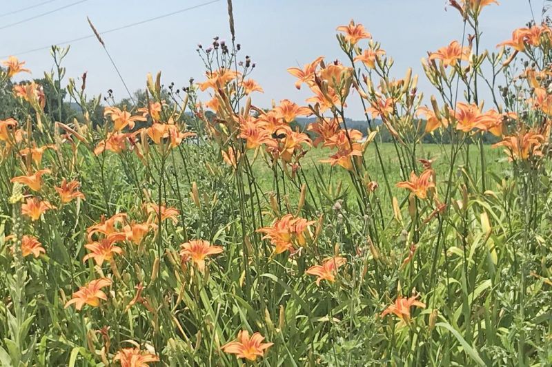 Orange daylily thriving in a sunny landscape.