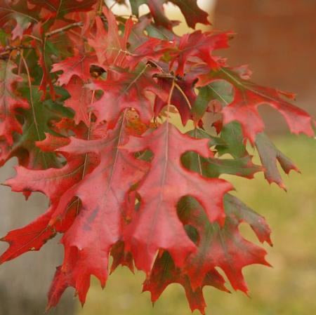 Shumard Oak Tree with autumn foliage.
