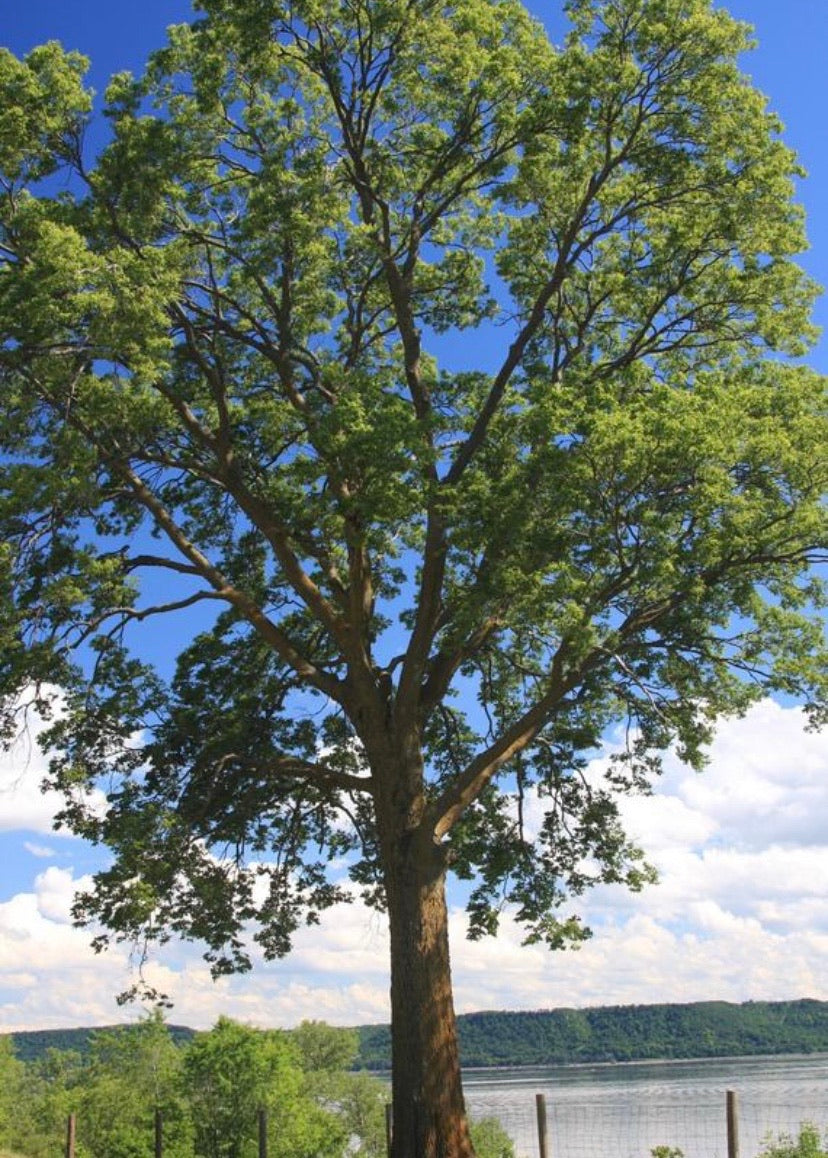 Hackberry tree with broad leaves.