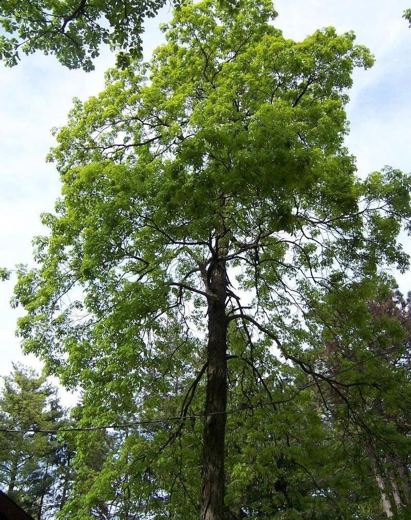 Shellbark hickory tree in full foliage.