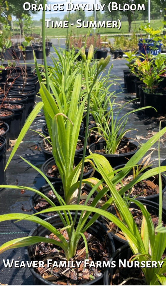 Tall Orange Ditchlily with bright orange flowers.