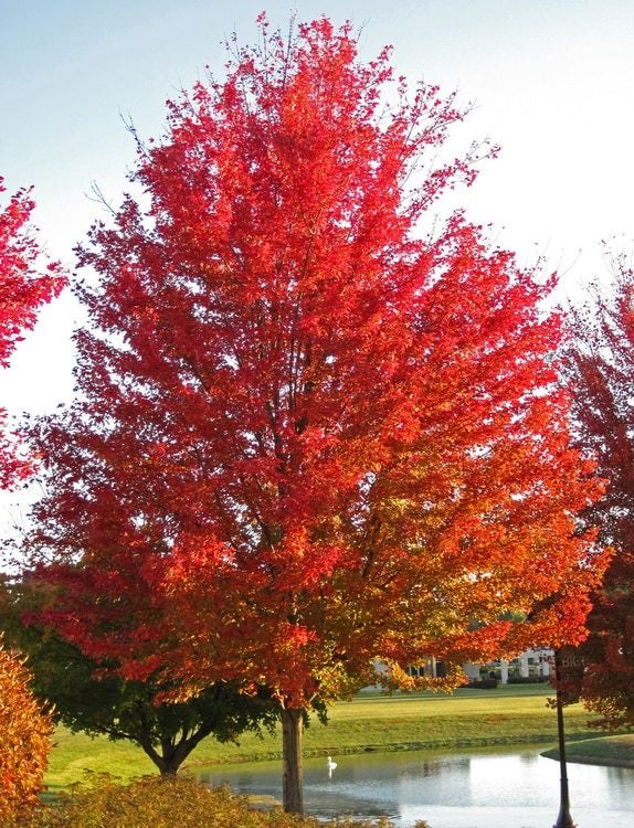 Mature Silver Maple tree in landscape.