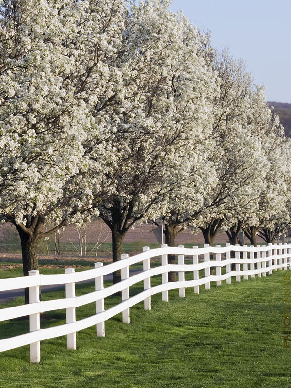Cornus florida L. in garden setting.
