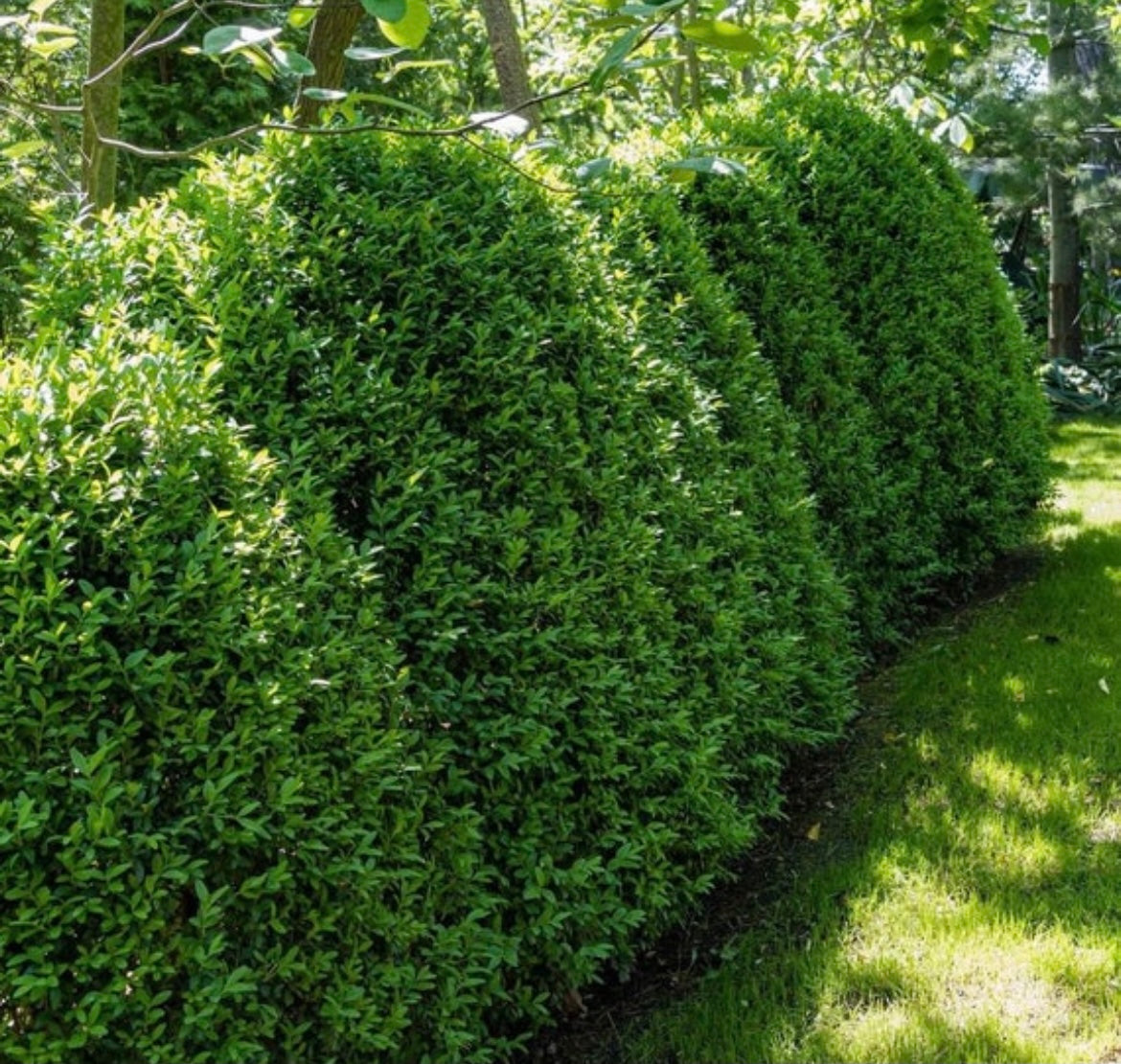Pyramidal Green Mountain boxwood.