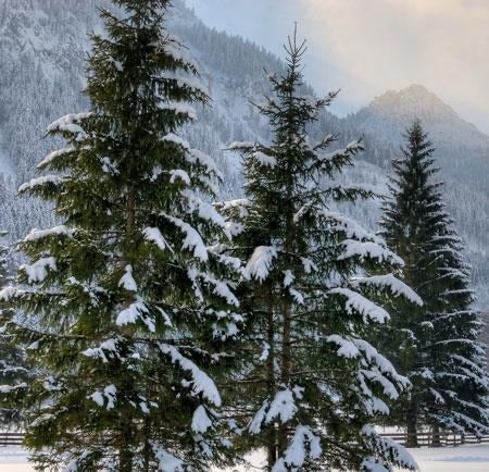 European spruce foliage detail.