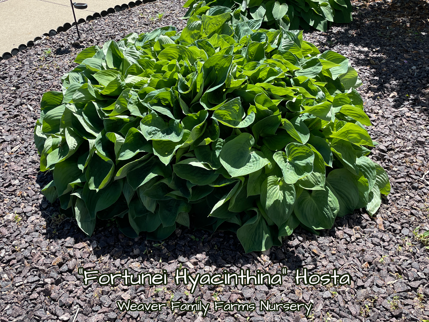 Giant hosta leaves providing lush greenery in a garden bed.