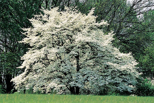 White Flowering Dogwood tree in spring.
