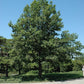 Shumard Oak Tree For Sale | Buy Live Quercus Shumardii Tree Online