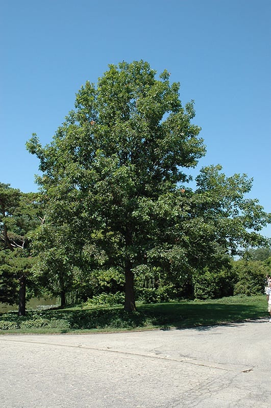 Shumard Oak Tree For Sale | Buy Live Quercus Shumardii Tree Online