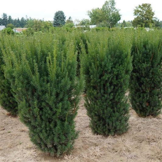 Yew “Hicks” | Easy To Grow Drought Tolerant Privacy Evergreen Shrub