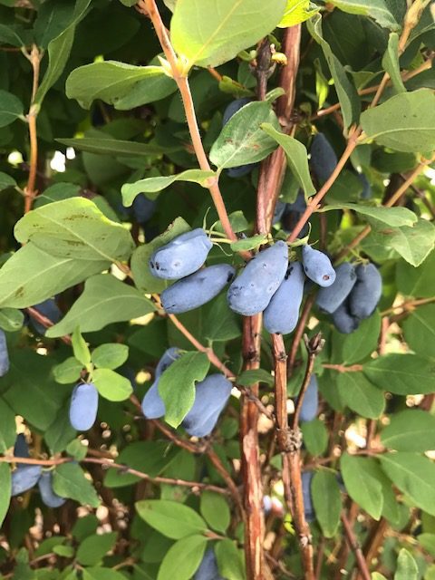 Aurora Haskap (HoneyBerry)