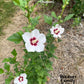 white rose of sharon