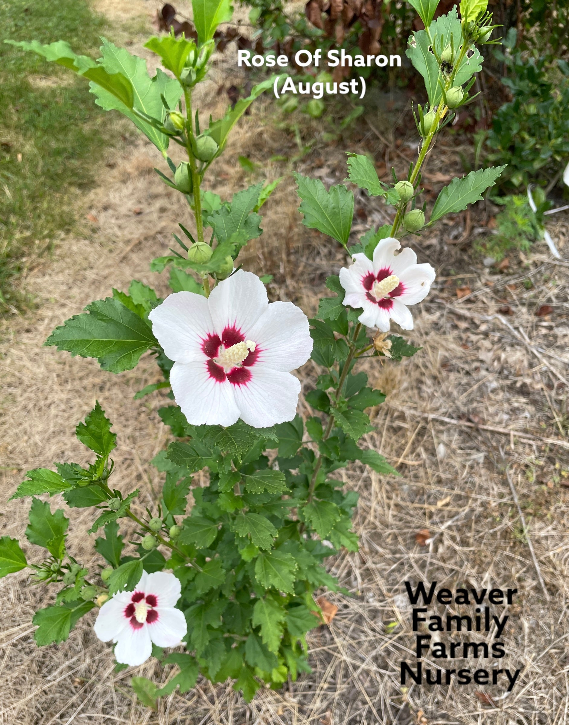 White and pink Rose of Sharon blooms.