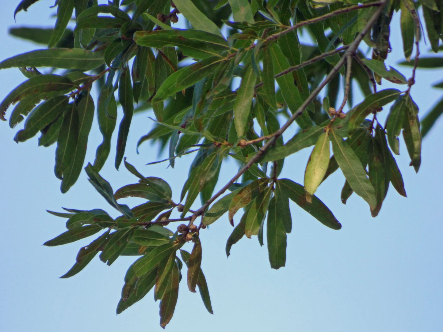 Healthy Willow Oak Sapling in garden.