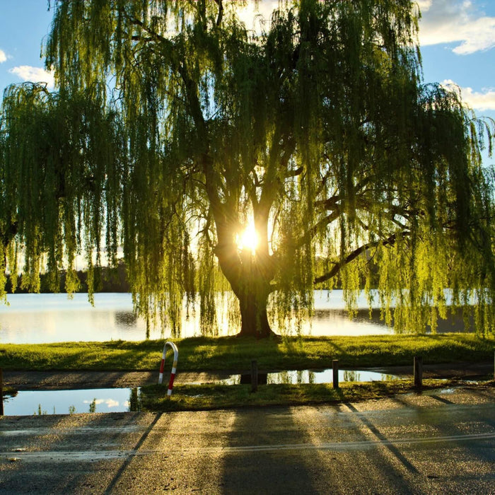 Buy Weeping Willow Tree for sale online.