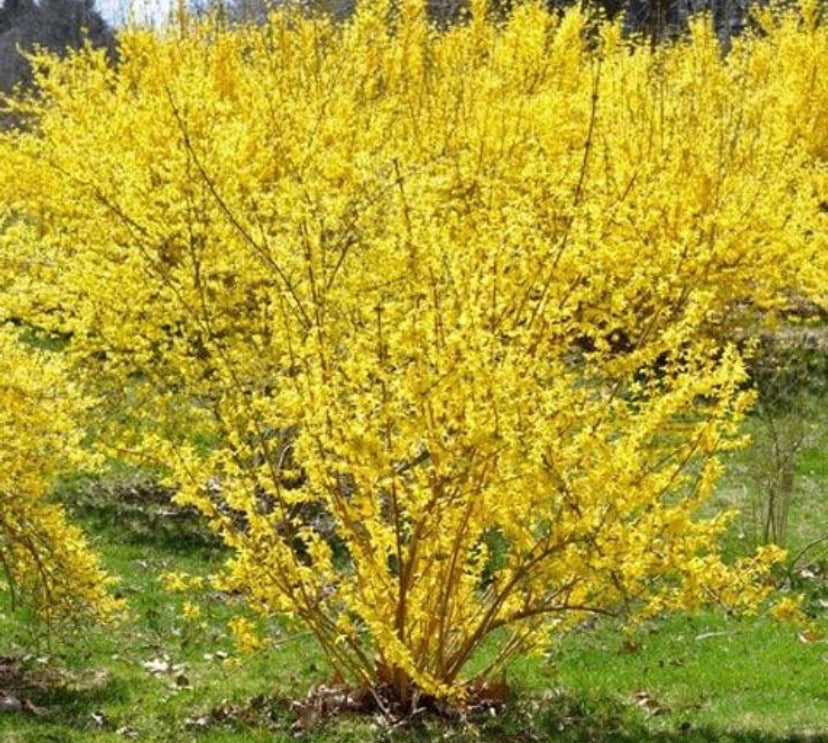 Forsythia bush blooming in garden.
