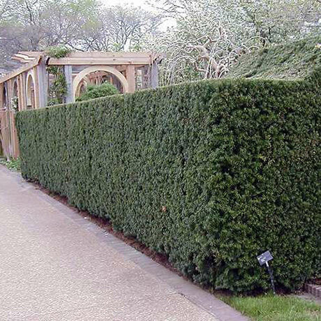 Hicks Yew shrub in a row for privacy screen.