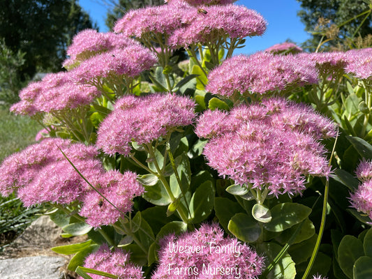pink sedum stone crop for sale