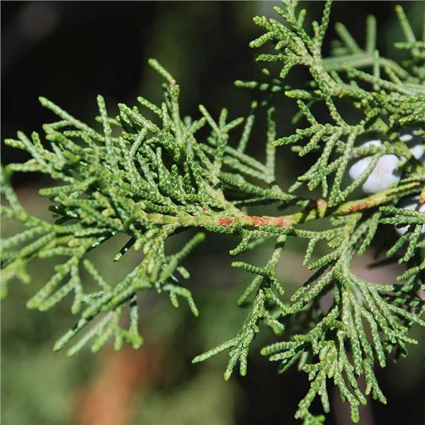 Juniperus virginiana tree showing dense foliage up close