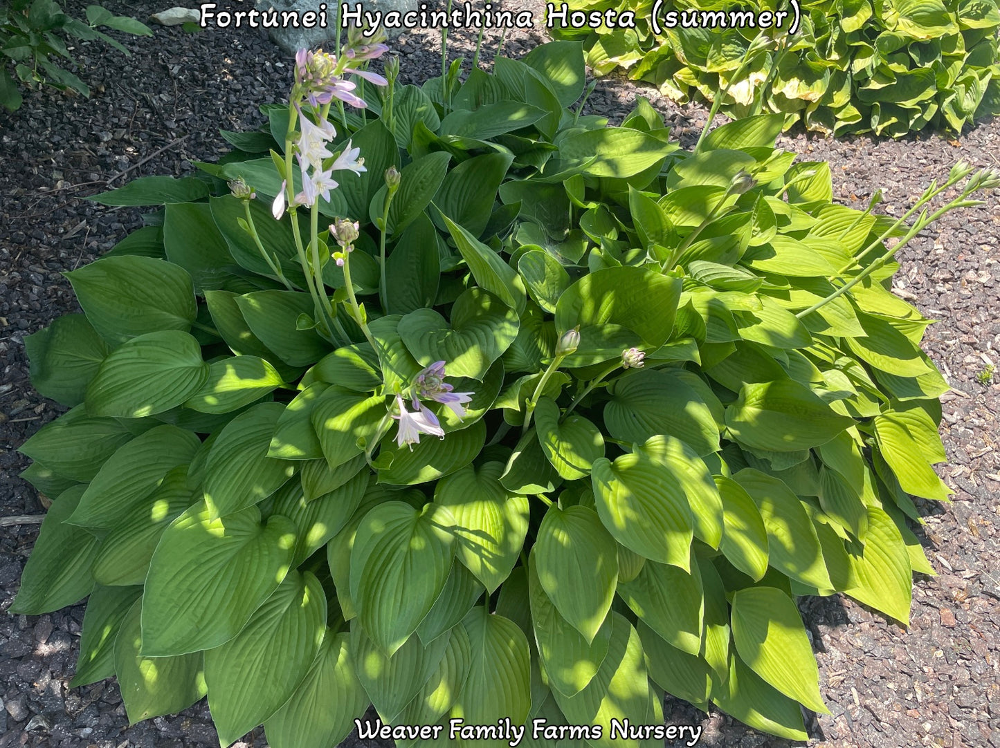 Large green hosta thriving in partial shade.