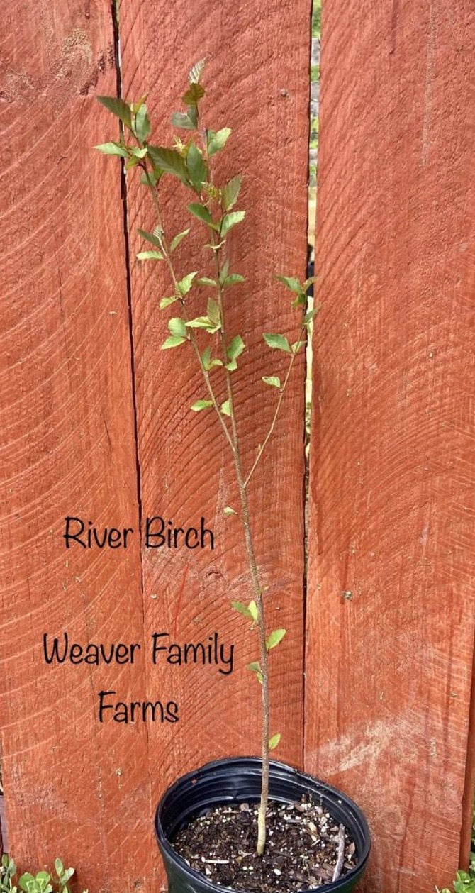 Young Water Birch tree in full sun.