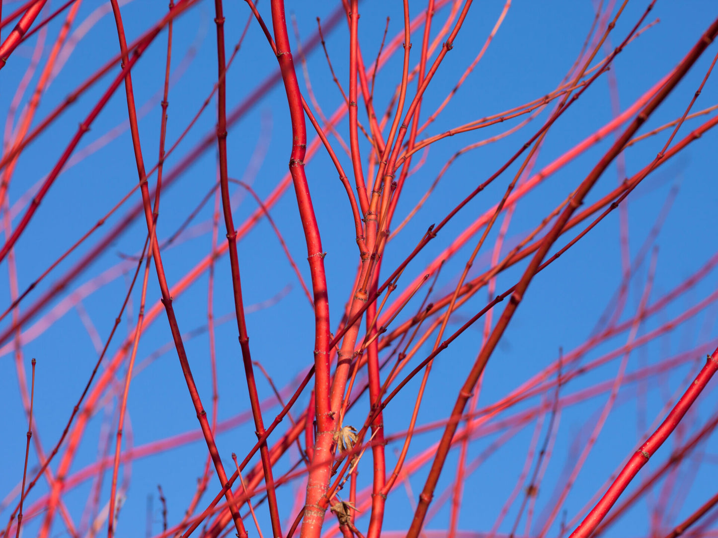 Cold-hardy Red Stem Dogwood shrub for sale.