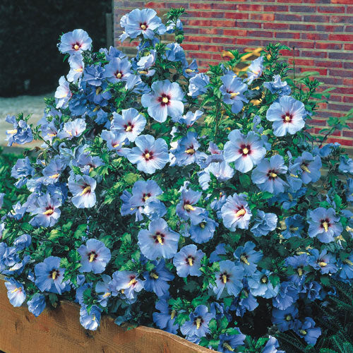 Rose of Sharon shrub in full bloom.
blue rose of sharon