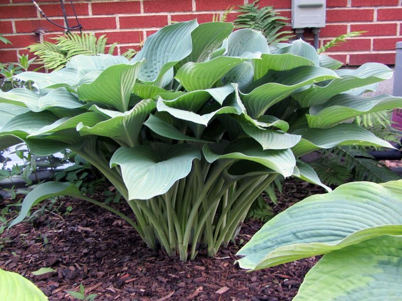 Large Krossa Regal Hosta for sale.