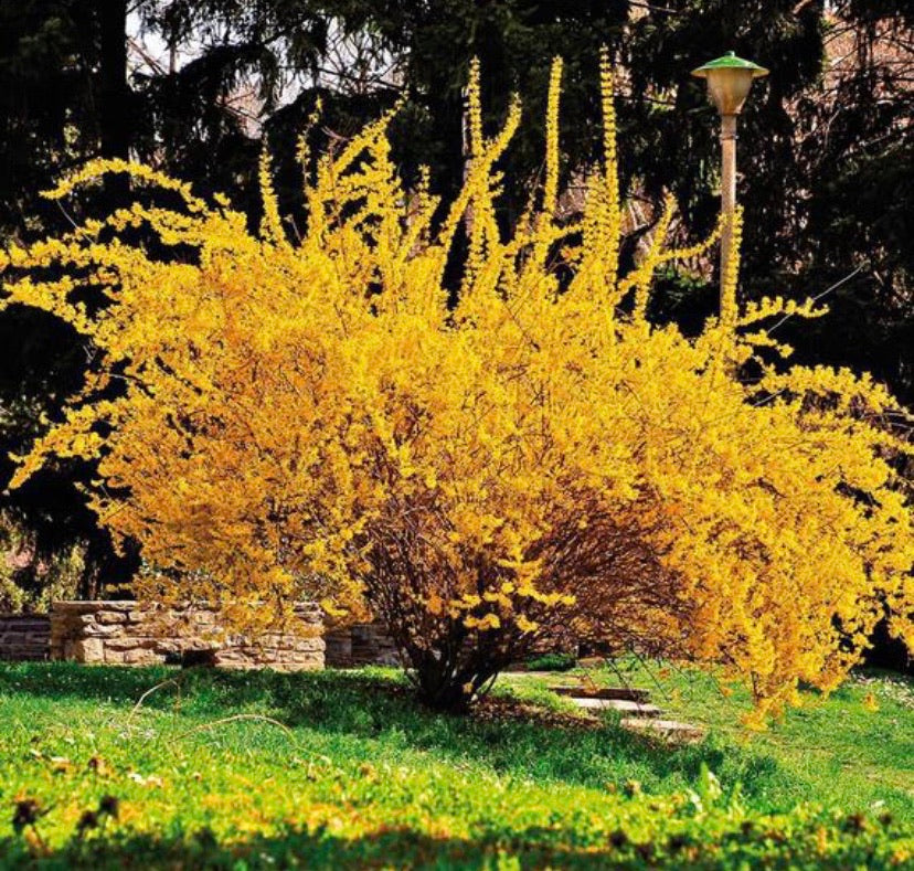 Golden Bells Plant in spring.