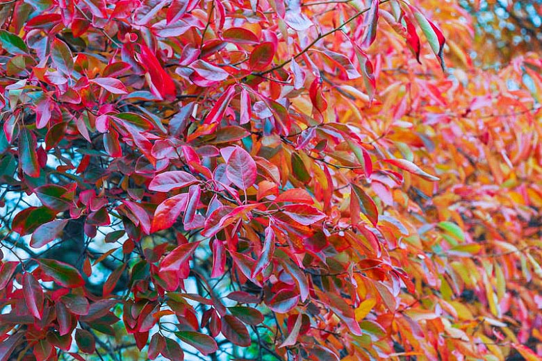 Black Gum Tree turning colors in fall.