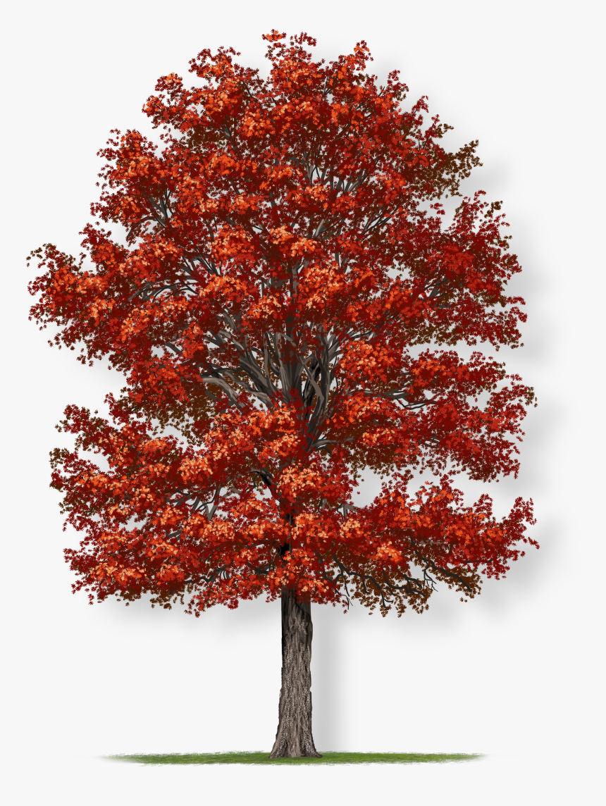Fast-growing Northern Red Oak Tree for landscaping.