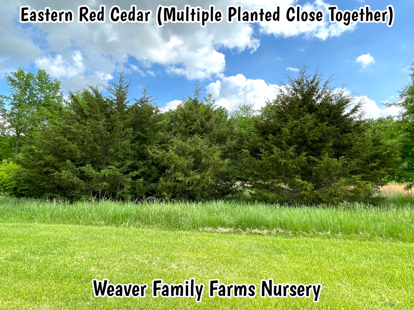 Eastern Red Cedar - Weaver Family Farms Nursery