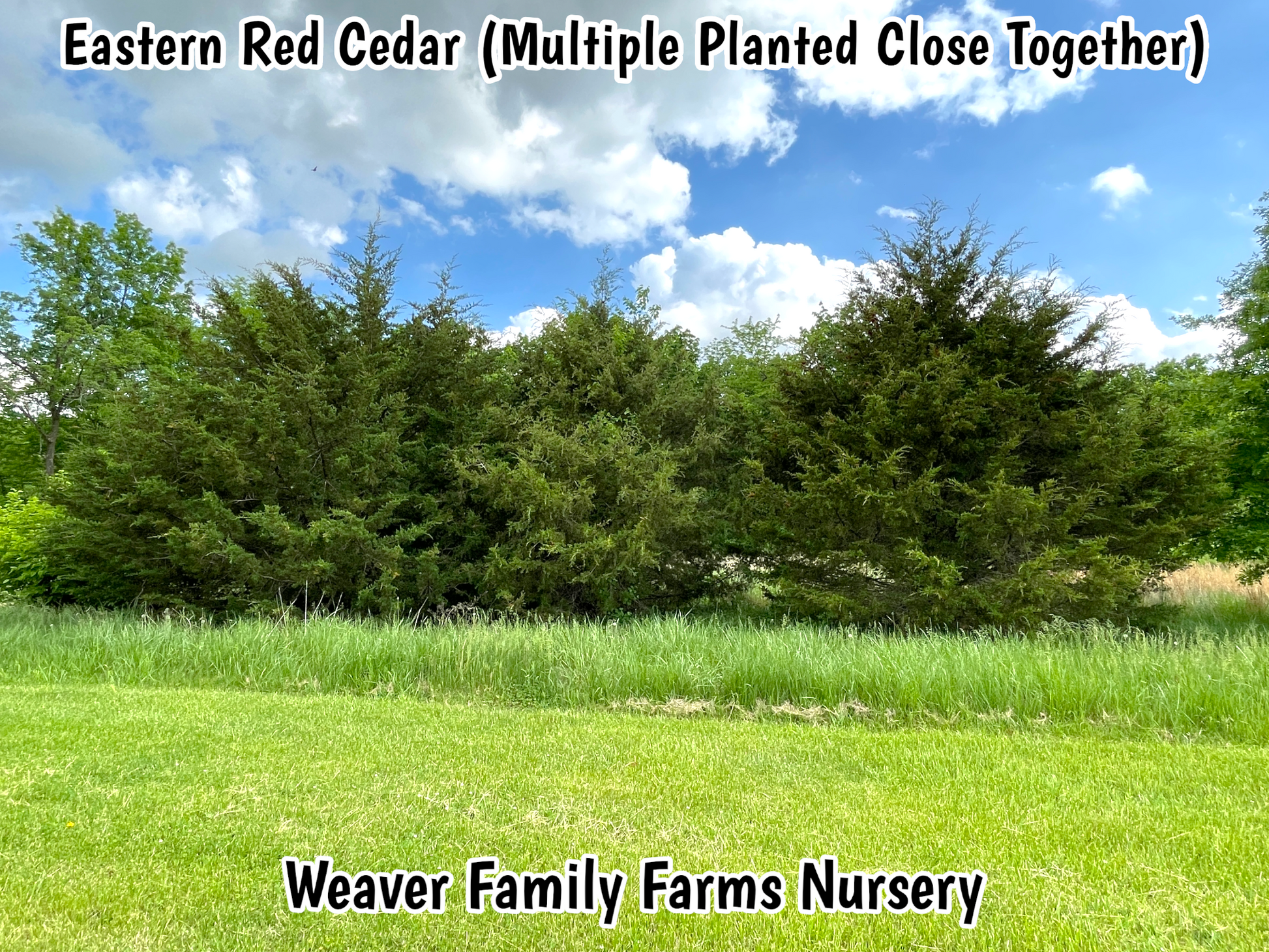 Eastern Red Cedar Tree with dense green foliage.