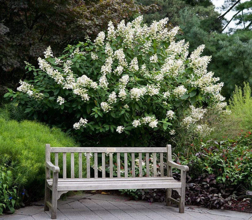 Buy "Tardiva" Hydrangea Online | Late Blooming Live Hydrangea Plant