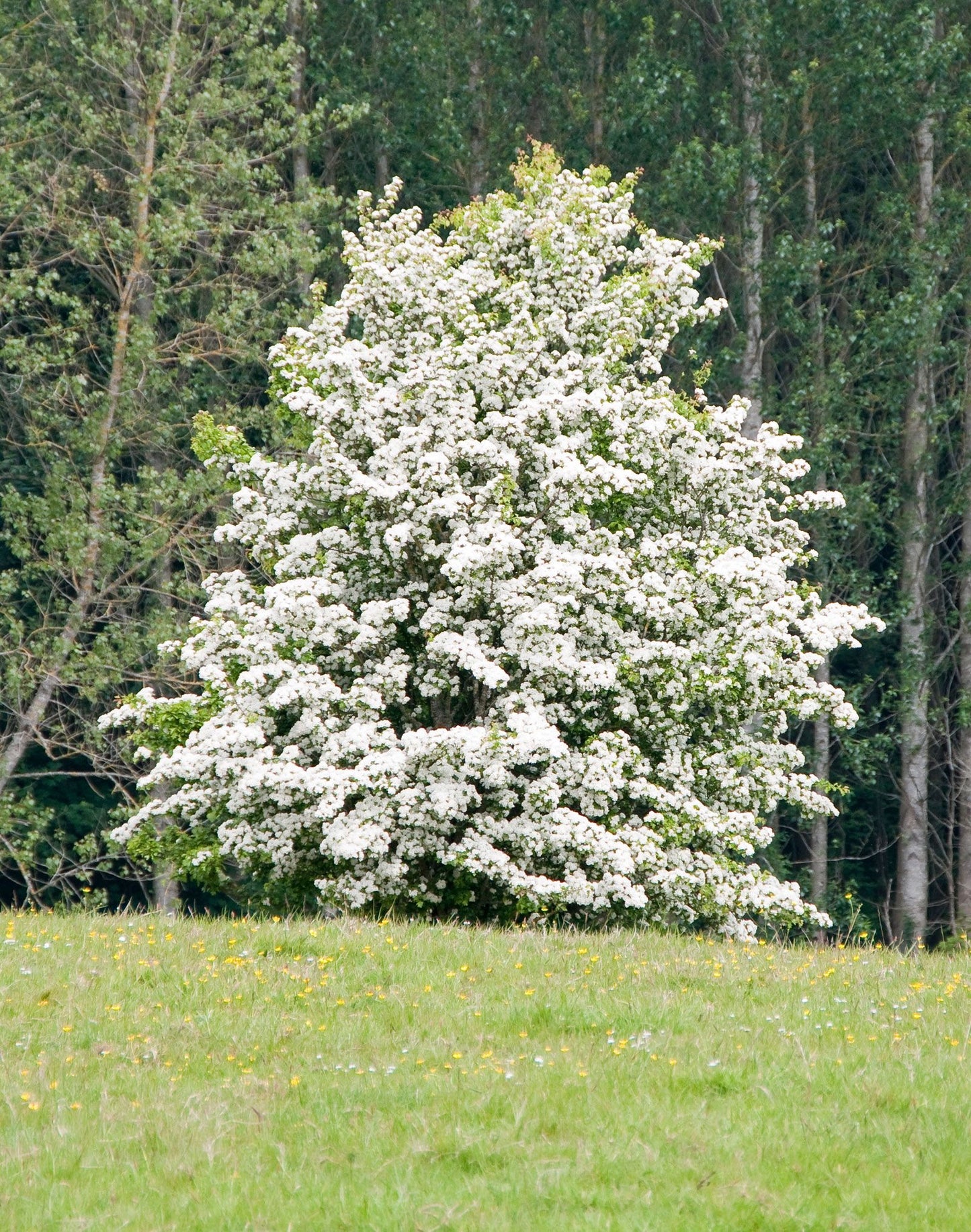 Washington Hawthorn Tree with white flowers in bloom.