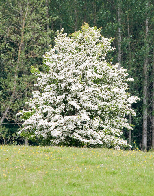 Washington Hawthorn Tree with white flowers in bloom.