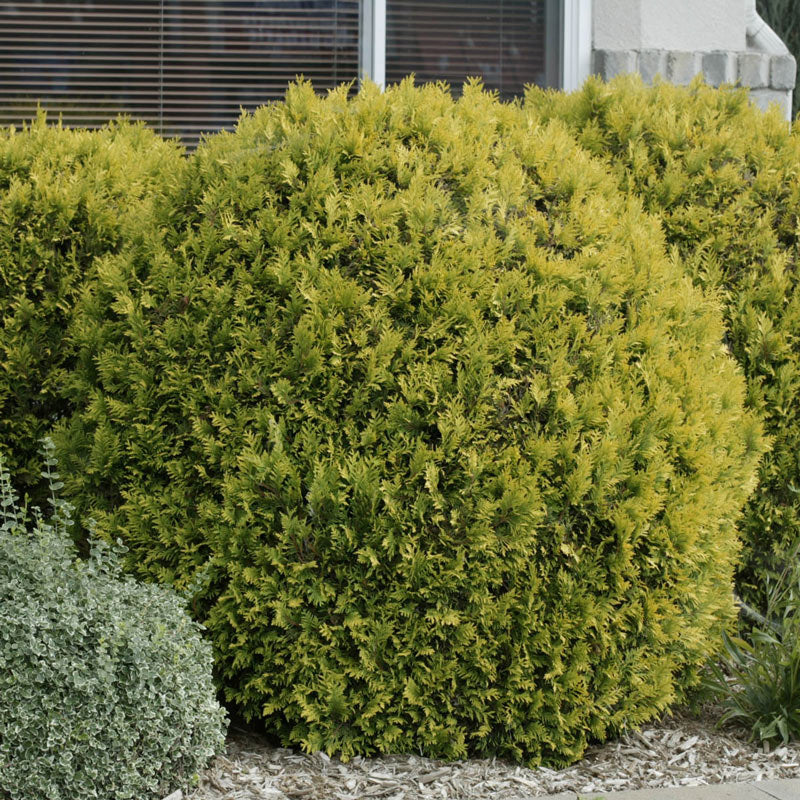 Arborvitae globe shrub in garden setting.