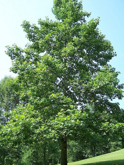 Tulip Poplar Tree providing shade.