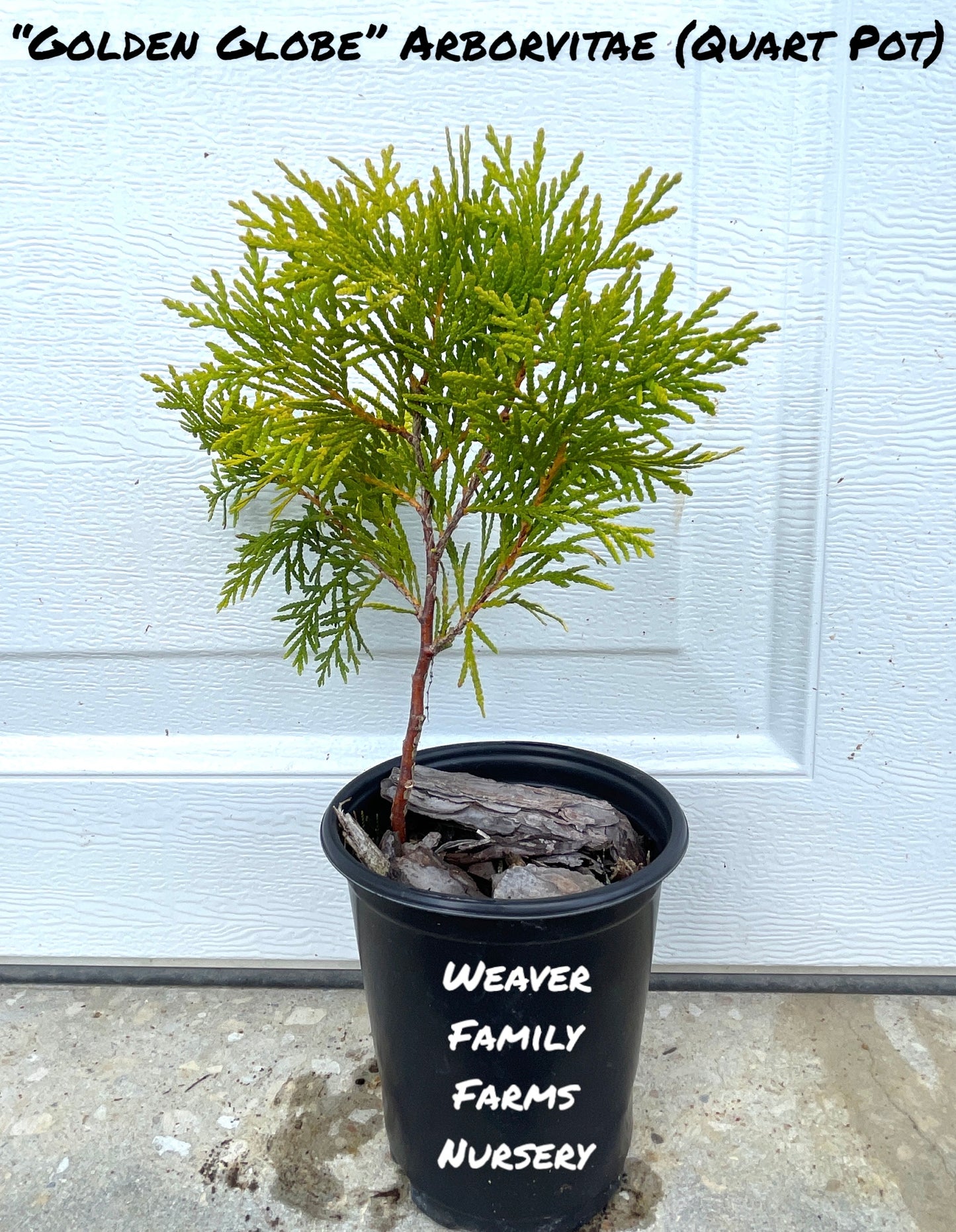 Compact Golden Globe Arborvitae for sale.