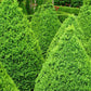 Green Mountain Boxwood | Buy Buxus x 'Green Mountain' Plant Online